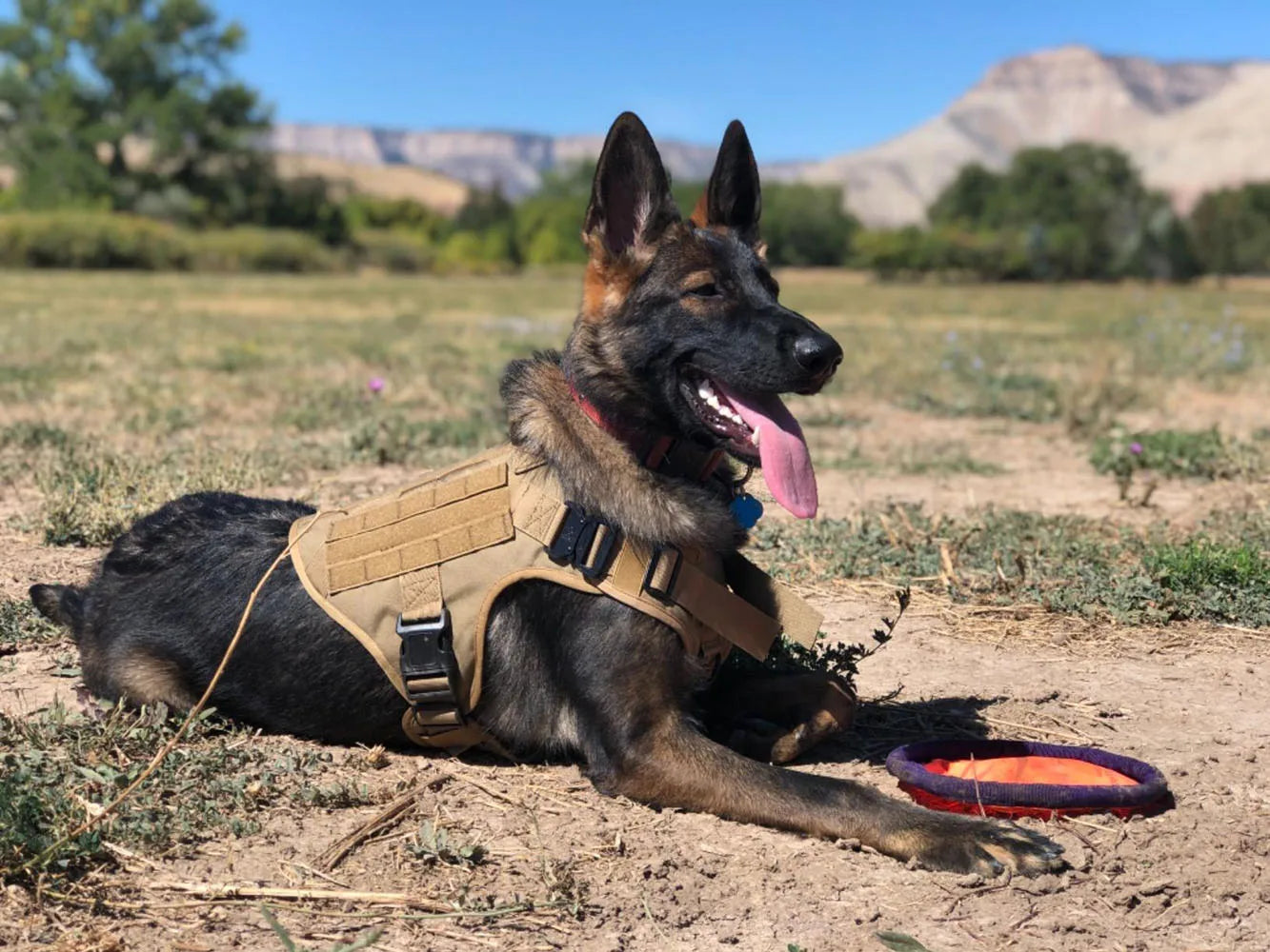 Military Large Dog Harness Collar Leash Bags Patches Set Malinois Training Vests Tactical Dogs Harnesses Accessories