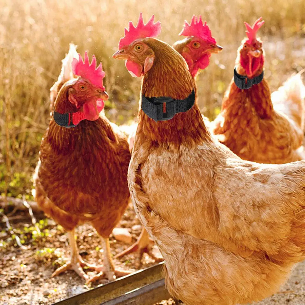 Rooster Noise-Free Anti-Hook Neckband Collar Chicken Collar No-Crow Rooster Collar Fowl Neckband Accessories For Farm Poultry