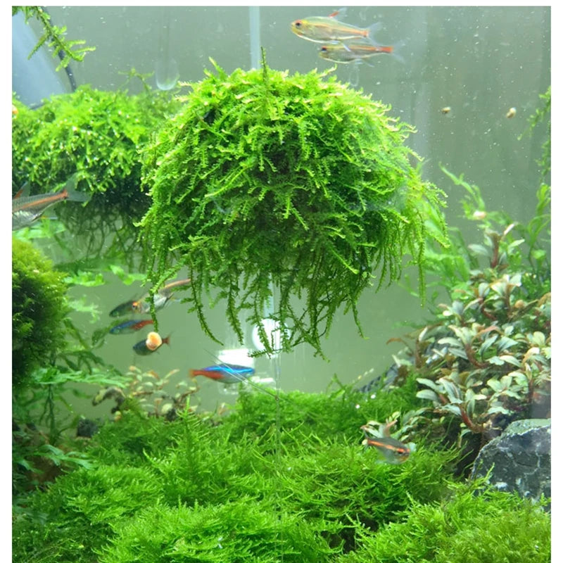 5cm Natural Marine Plant Moss Culture Dish Aquarium Fish Tank Decoration Home Decoration Non Plant