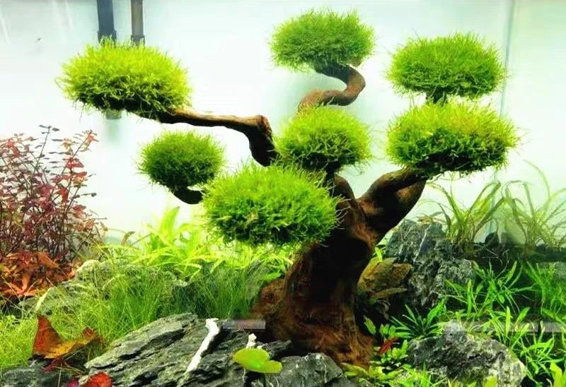 Fish tank greening wood frame planting decoration accessories Moss tree frame (no Moss) Aquarium planting driftwood decoration