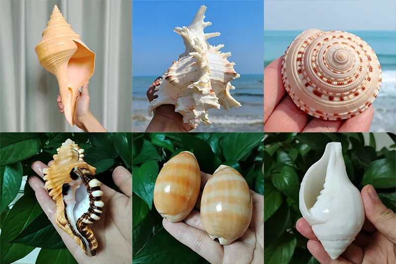 1 PC Sea Porifera Sponge, Euplectella Shell Ocean Creatures Venus Flower Basket Conch Collection Aquarium Decoration Landscaping