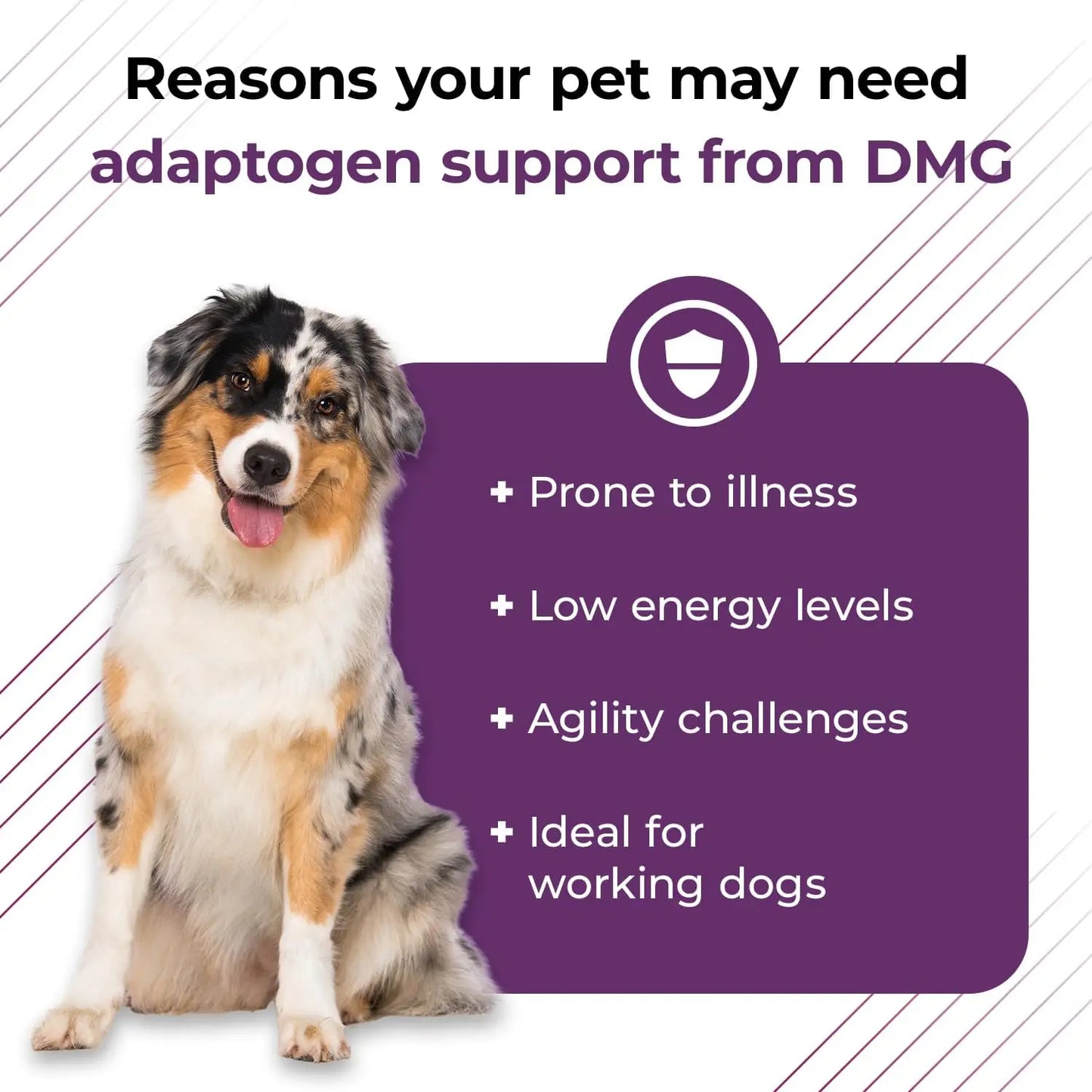 Vetri DMG Liquid Drop - 114ml Bottle - Immune Support Supplements for Dogs or Cats