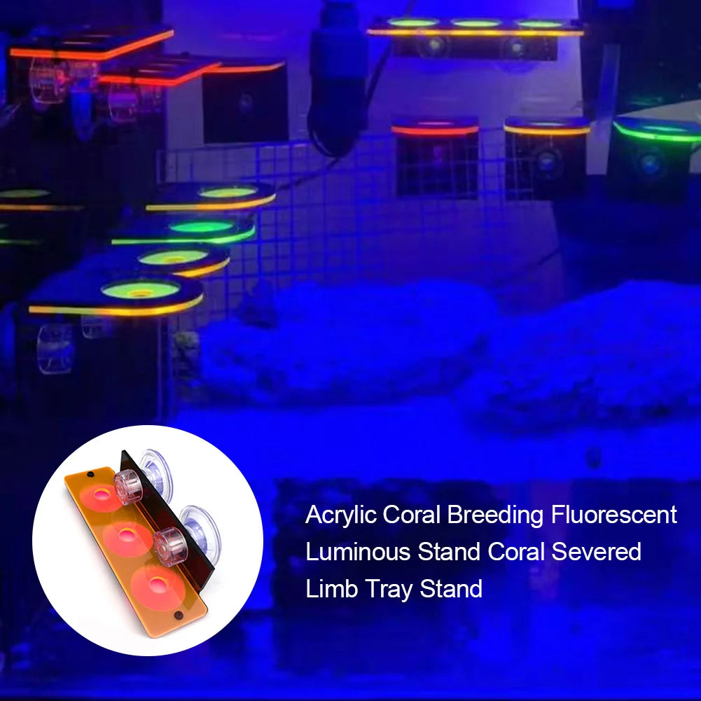 Fluorescent Coral Frag Plug Bracket Growing Holder Acrylic Rack Marine Reef Stand Aquarium Accessories Fish Tank Decoration