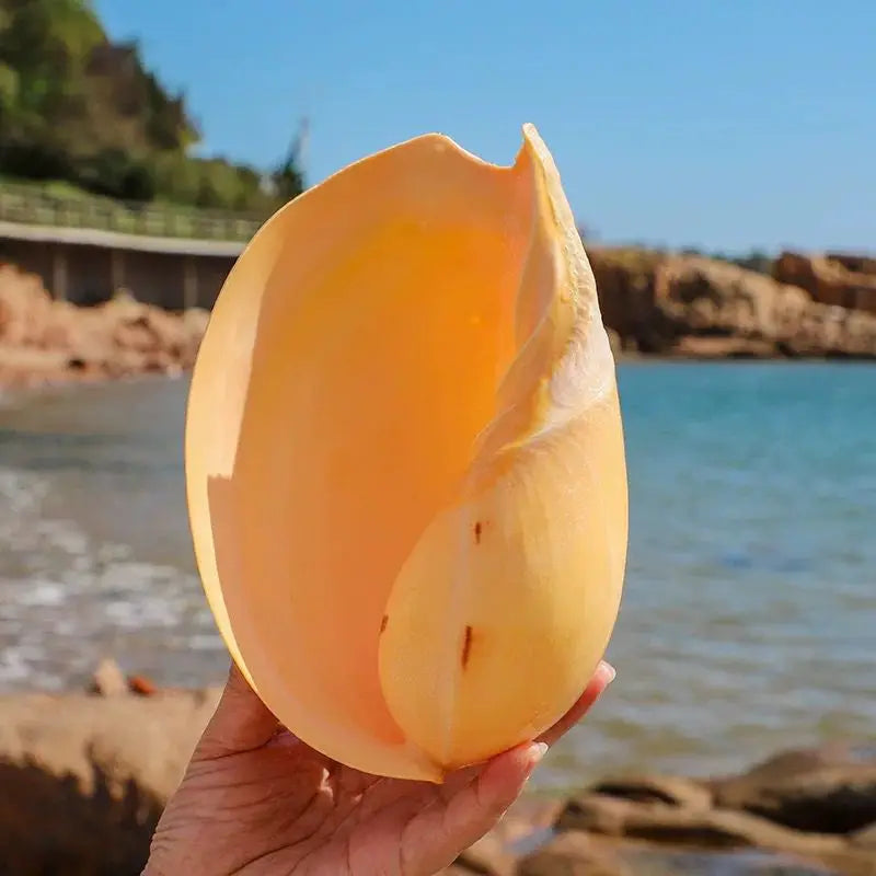 Flower Pot Coconut Shell Natural Conch Shell Oversized Ornament Toy Handicraft Specimen Fish Tank Landscaping Ornament