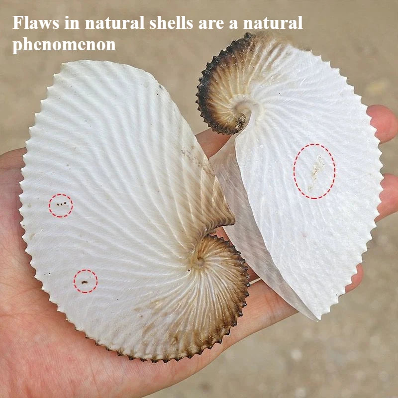Natural Conch Shell Flat Boat Rare Specimen Fish Tank Landscaping Home Collection Ornaments Gifts High-quality No Dyeing