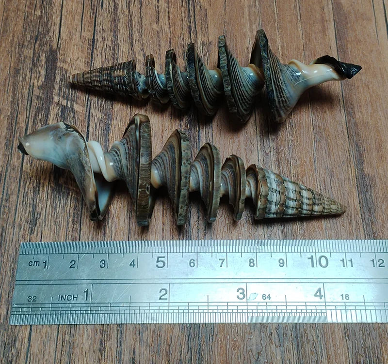 2 PCS Natural Spiral Shells Black Cone Seashell Wedding Table Decoration Specimen Collection Home Office Decor Fish Tank