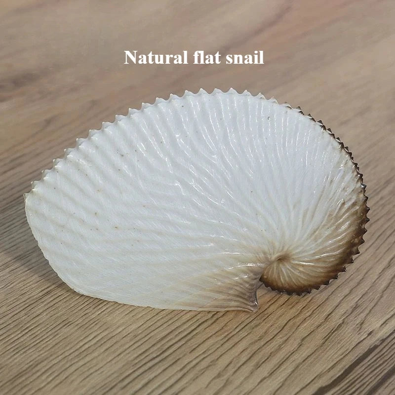 Natural Conch Shell Flat Boat Rare Specimen Fish Tank Landscaping Home Collection Ornaments Gifts High-quality No Dyeing