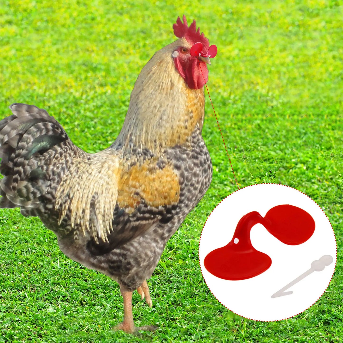 60 Pieces Pinless Chicken Anti-Pecking Chicken Supplies With Bolt Anti-fight Pheasant Poultry Spectacles Blinders
