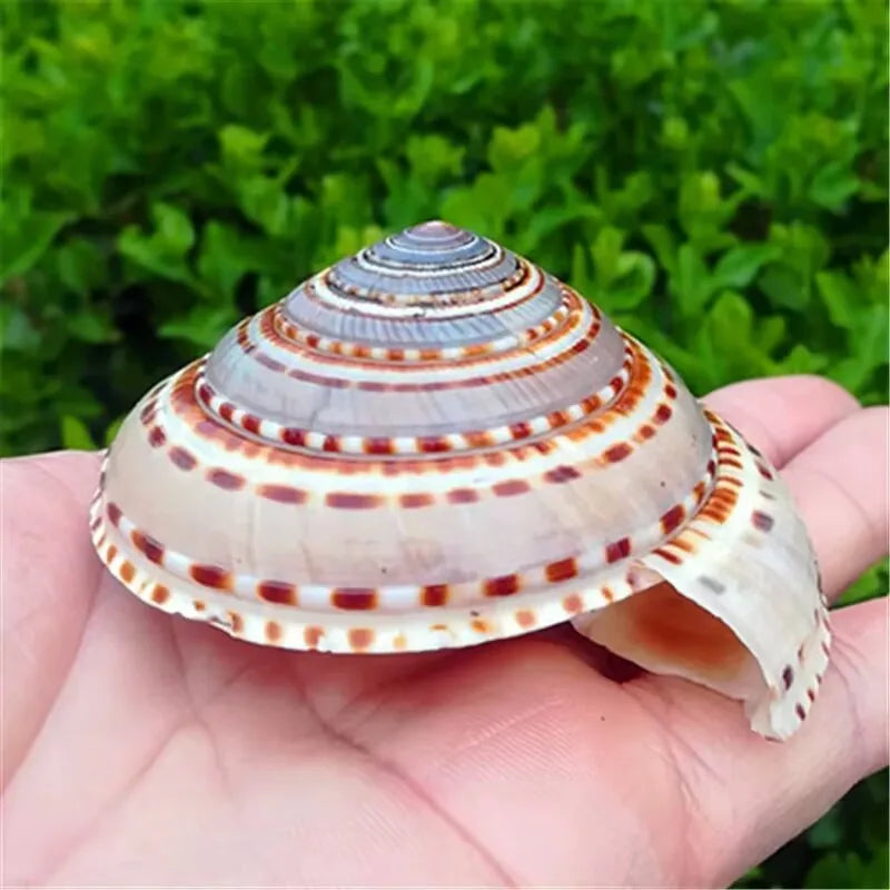 Natural Conch Shell Straw Hat Snail Wheel Snail Fish Tank Aquarium Landscaping Platform Wall Sticker Handmade