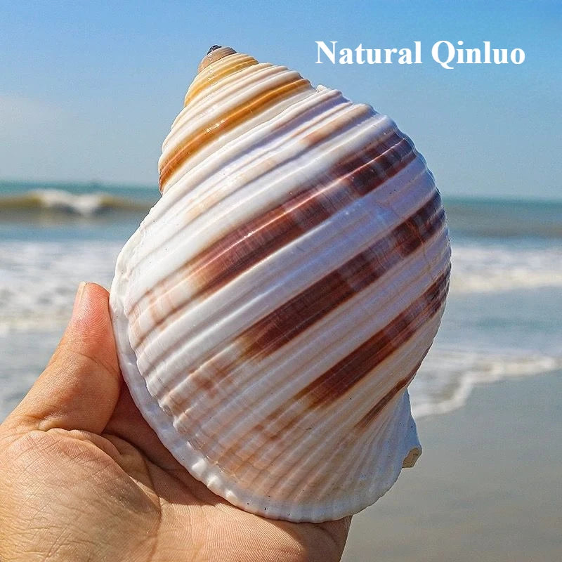 Flower Point Piano Snail Big Conch Shell Natural Shell Fish Tank Rolled Shell Fish Breeding Succulent Home Decorations
