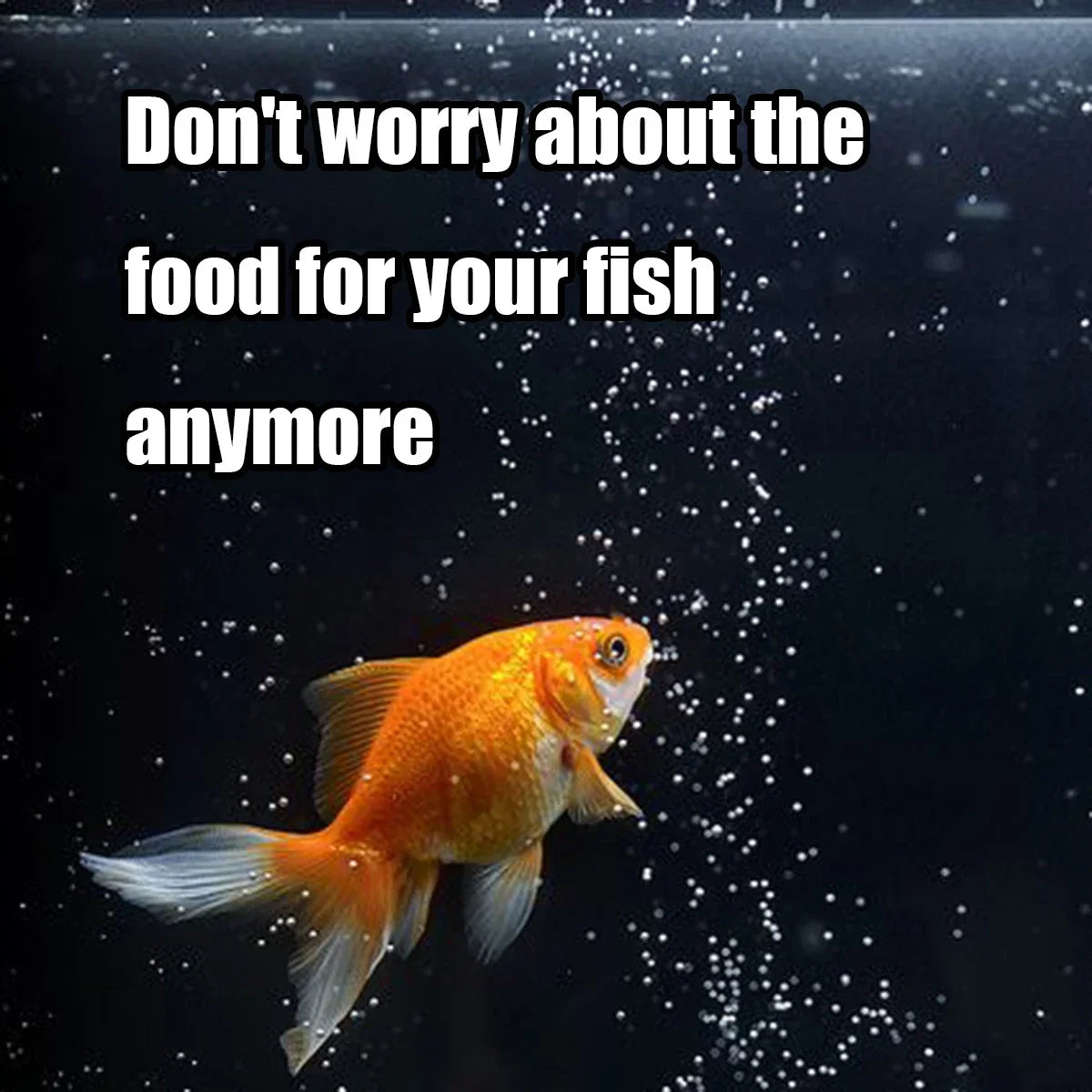 Automatic Fish Feeder for Aquariums,100ml Capacity Auto Fish Feeders Easy to Set Up with Battery