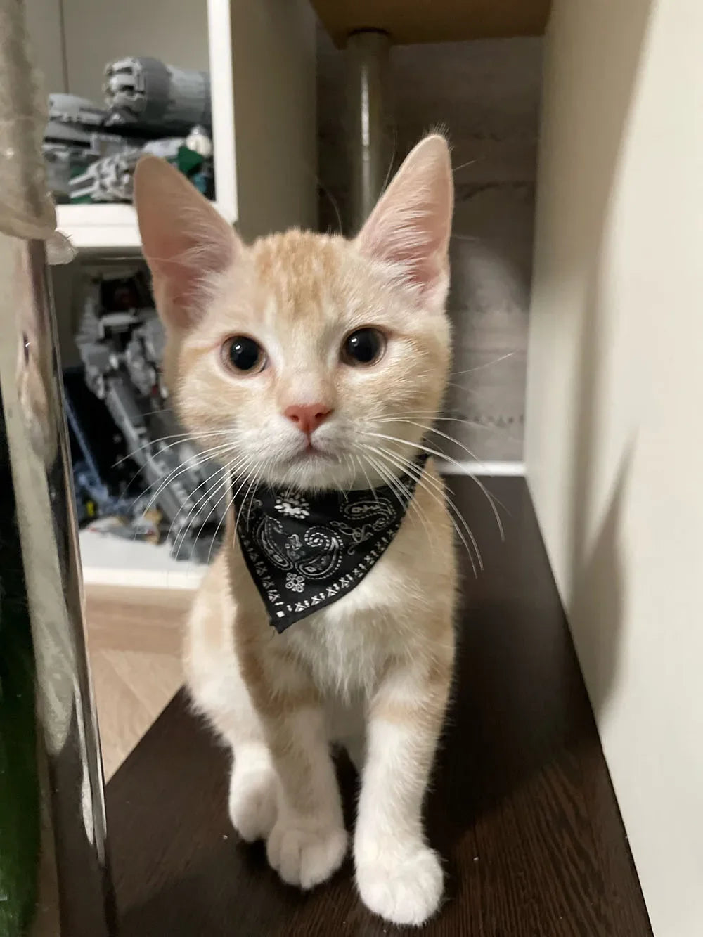 Cute Printed Bandana Cat Collar Puppy Dog Cat Scarf Collar Adjustable Triangular Pet Bandana Collar for Kittens Small Animals