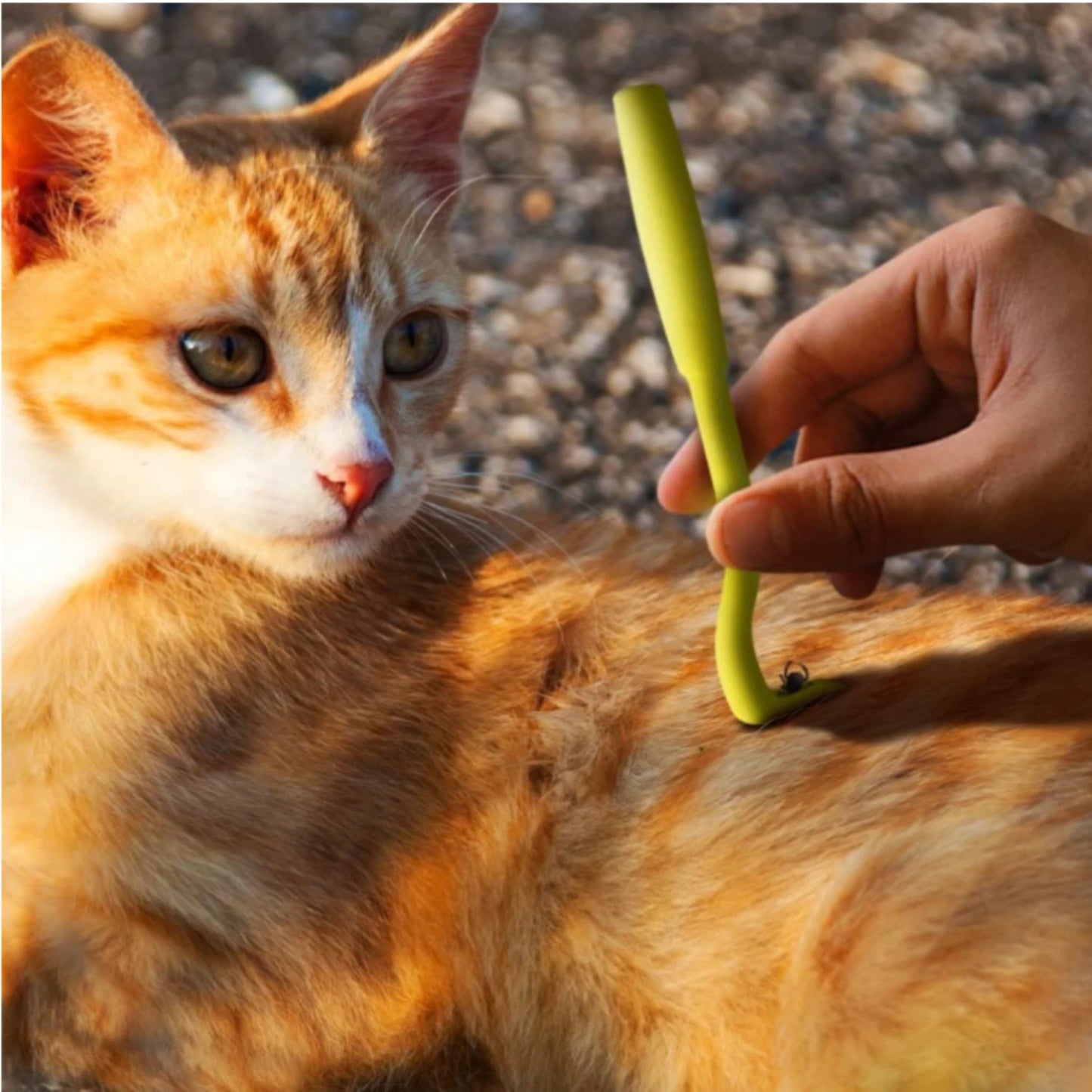 3pcs Flea Remover Hook Tick Remover Tweezer Cat Dog Accessories Tick Tool Pet Mites Flea Extractor Pet Supplies