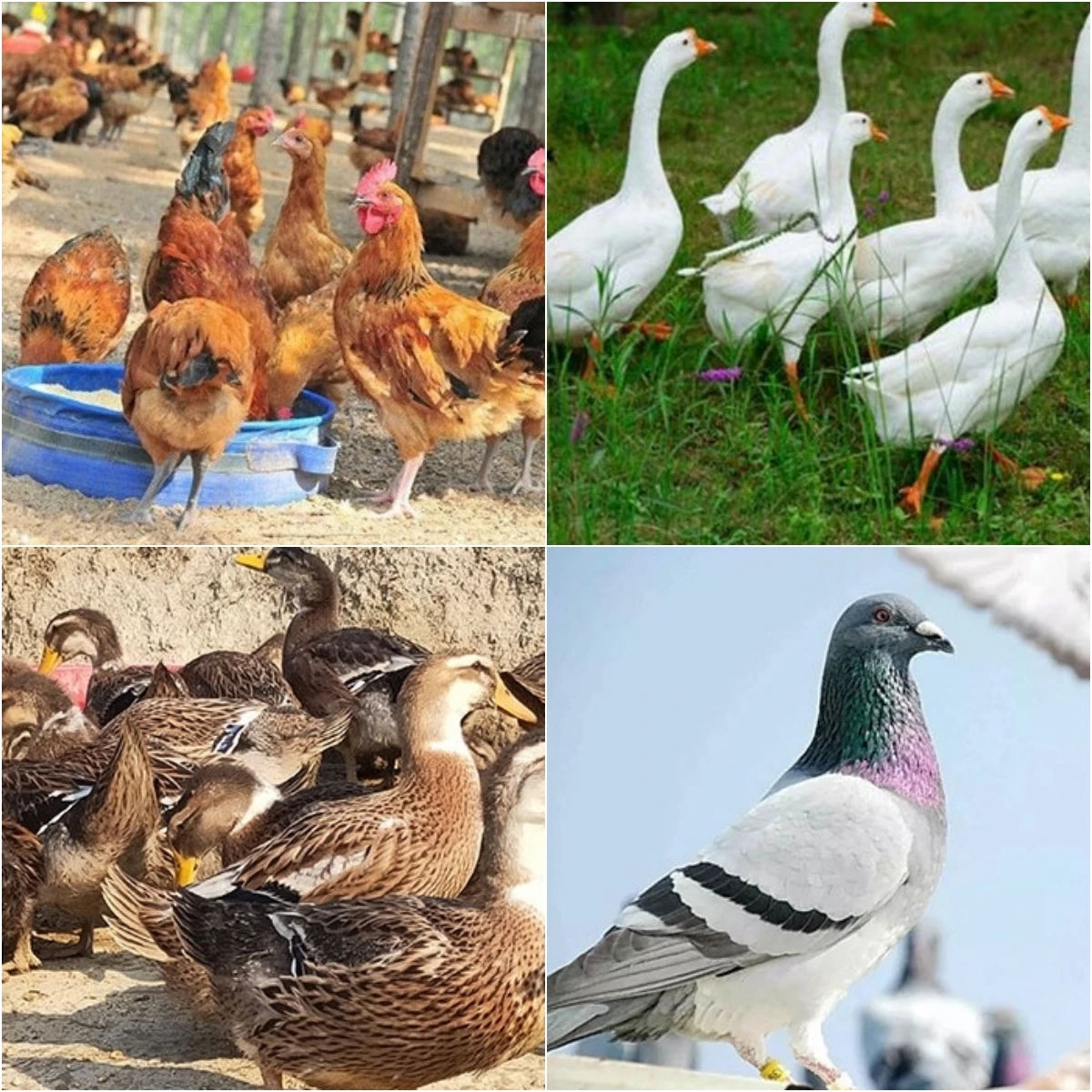 Thickened Net Feed Bucket with Feet Light Green 2kg/4kg Chicken Duck Goose Automatic Feed Bucket Anti-Spill Pigeon Trough 1Pc