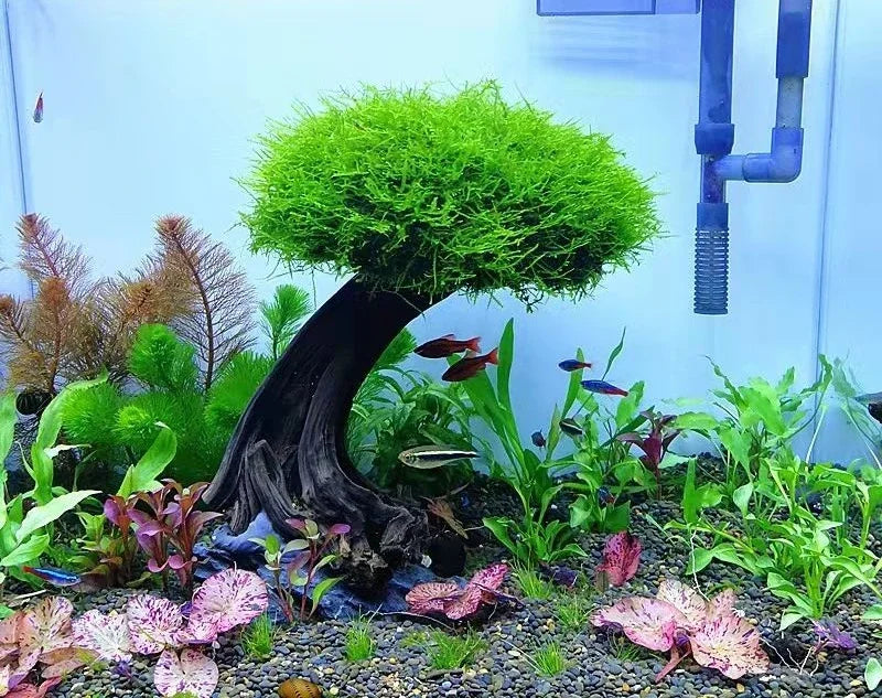 Fish Tank Plant Moss Tree Landscaping Decoration Wood Plant Root Driftwood Aquatic Plants Grass Aquarium Accessories (No Moss)