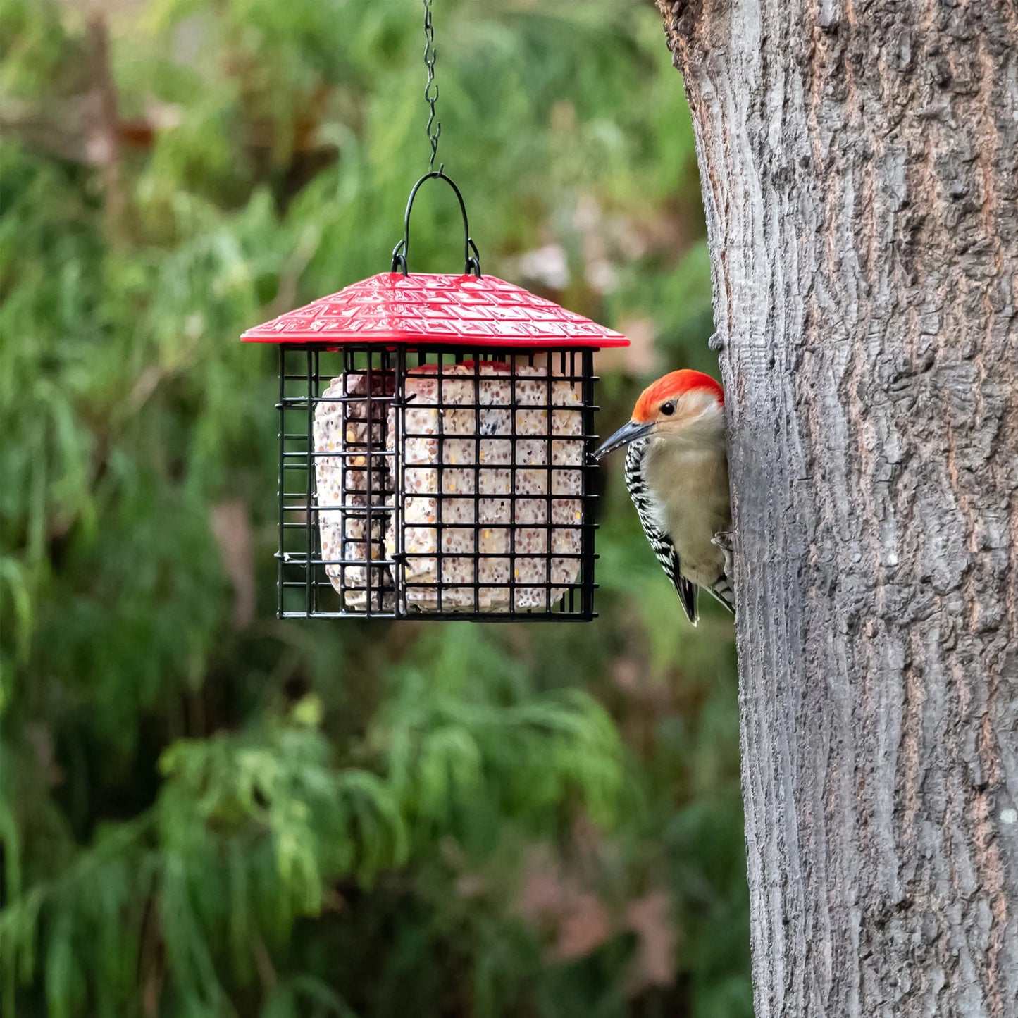 Double Suet Feeder with Weather Guard, Wild Bird, Assorted Colors, Weatherproof
