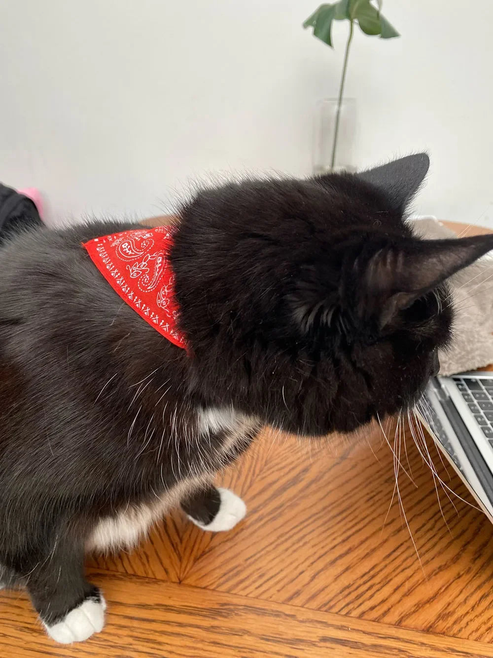 Cute Printed Bandana Cat Collar Puppy Dog Cat Scarf Collar Adjustable Triangular Pet Bandana Collar for Kittens Small Animals
