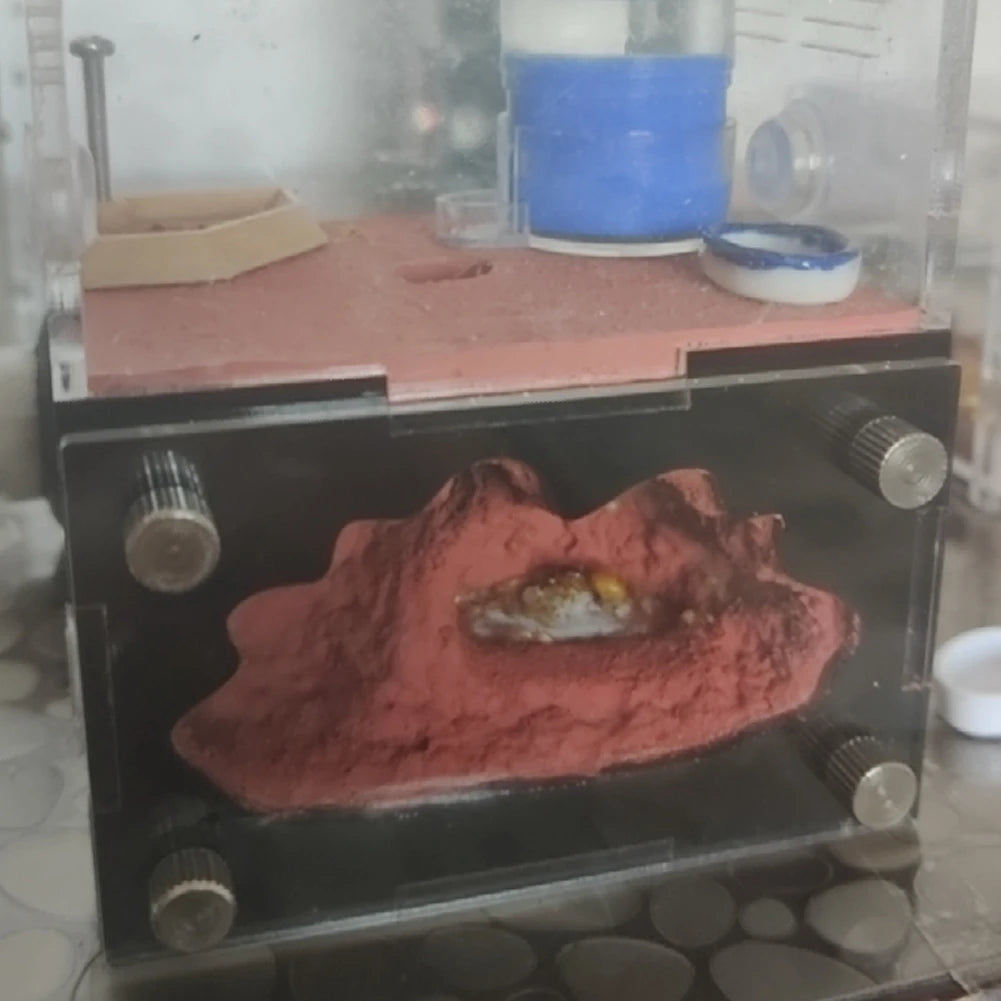 Acrylic Ant Farm Newbie The Concrete Ant Nest With Moisturizing Water Tower Queen Ant Breeding Insect House Anthill Workshop