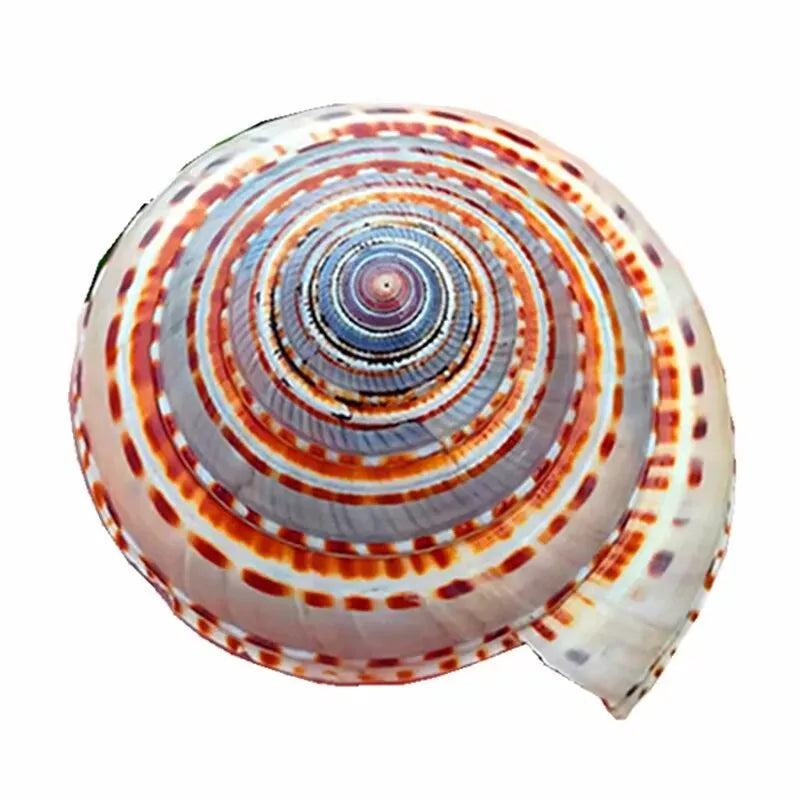 Natural Conch Shell Straw Hat Snail Wheel Snail Fish Tank Aquarium Landscaping Platform Wall Sticker Handmade