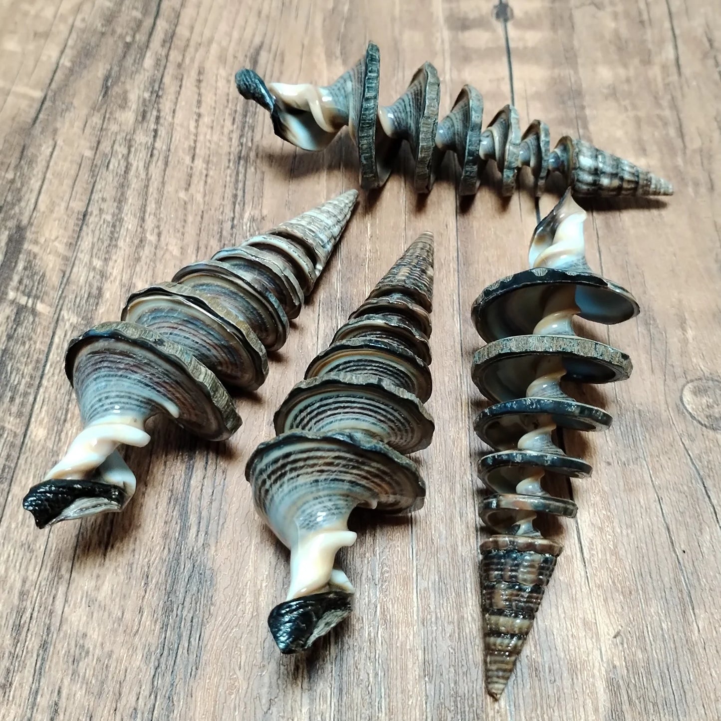 2 PCS Natural Spiral Shells Black Cone Seashell Wedding Table Decoration Specimen Collection Home Office Decor Fish Tank
