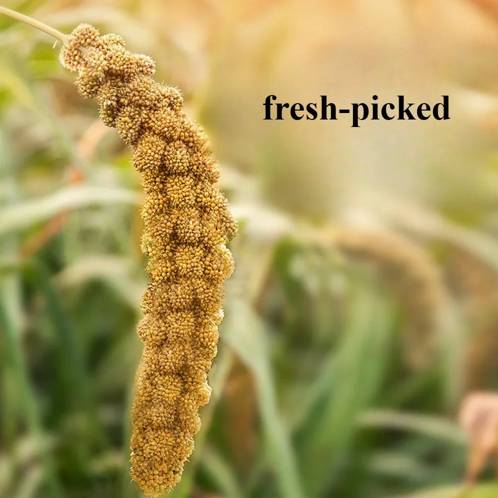 Parakeet snack grain with shell yellow millet Xuan Phoenix tiger skin feed bird food Wenbird pearl bird snack