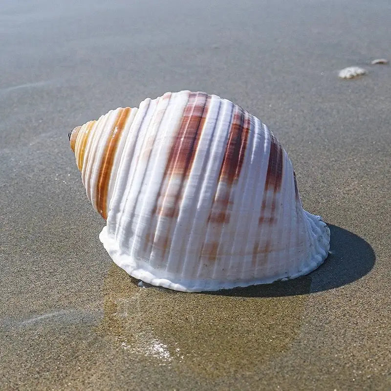 Flower Point Piano Snail Big Conch Shell Natural Shell Fish Tank Rolled Shell Fish Breeding Succulent Home Decorations