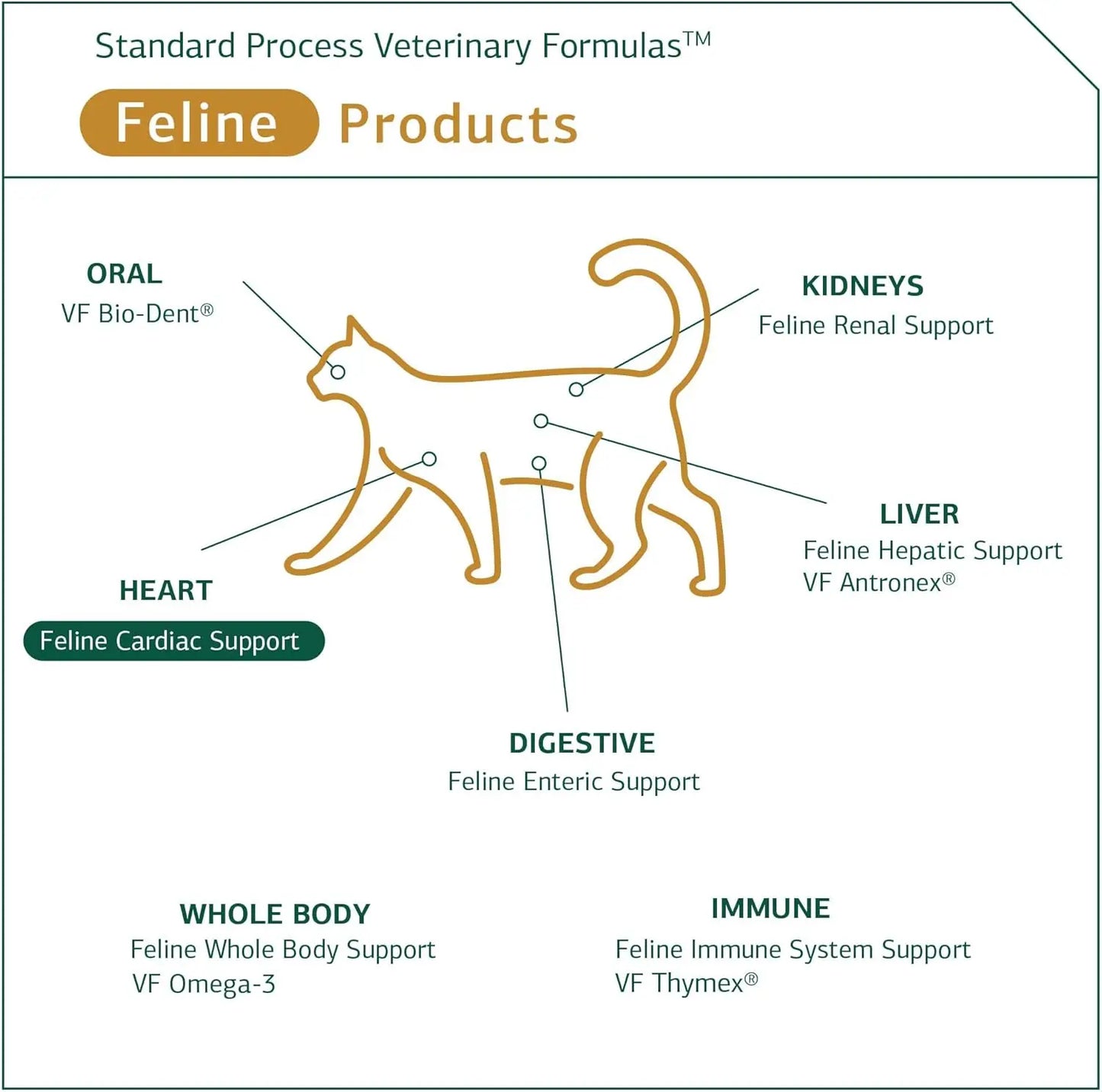 Cardiac Support - Cardiovascular System Supplement for Felines - Dietary Cat Supplement to Support Heart