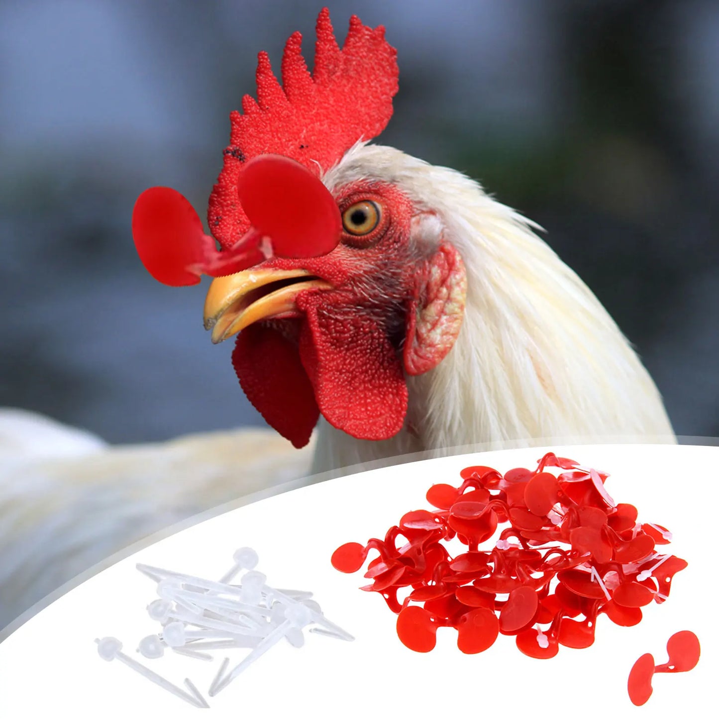 60 Pieces Pinless Chicken Anti-Pecking Chicken Supplies With Bolt Anti-fight Pheasant Poultry Spectacles Blinders
