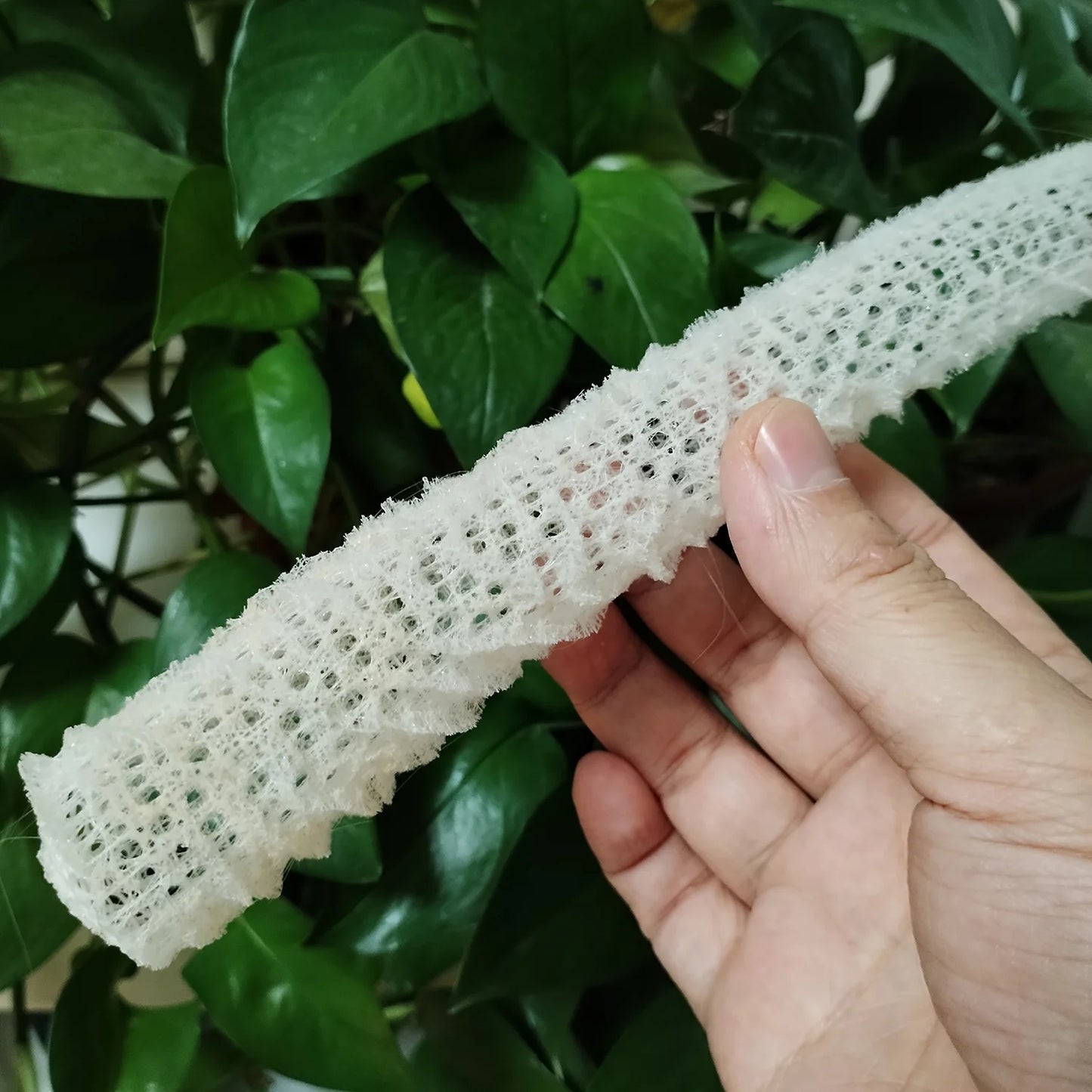 1 PC Sea Porifera Sponge, Euplectella Shell Ocean Creatures Venus Flower Basket Conch Collection Aquarium Decoration Landscaping