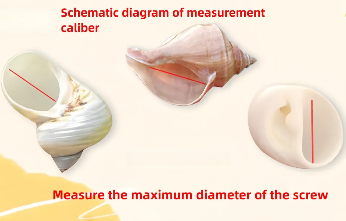 Flower Point Piano Snail Big Conch Shell Natural Shell Fish Tank Rolled Shell Fish Breeding Succulent Home Decorations