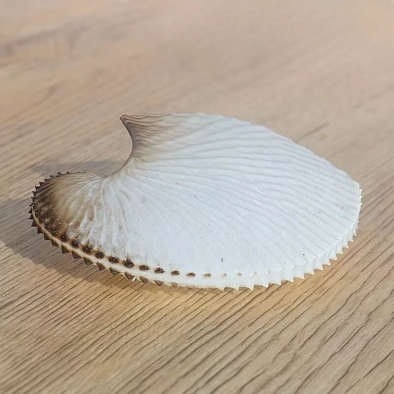 Natural Conch Shell Flat Boat Rare Specimen Fish Tank Landscaping Home Collection Ornaments Gifts High-quality No Dyeing