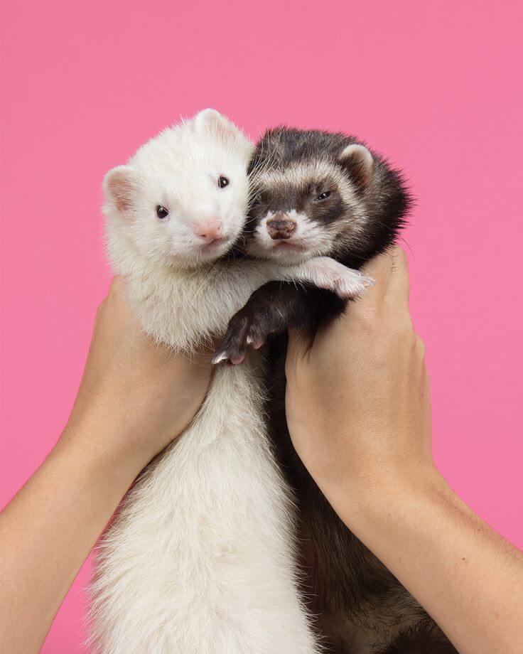 Rodents and Ferrets