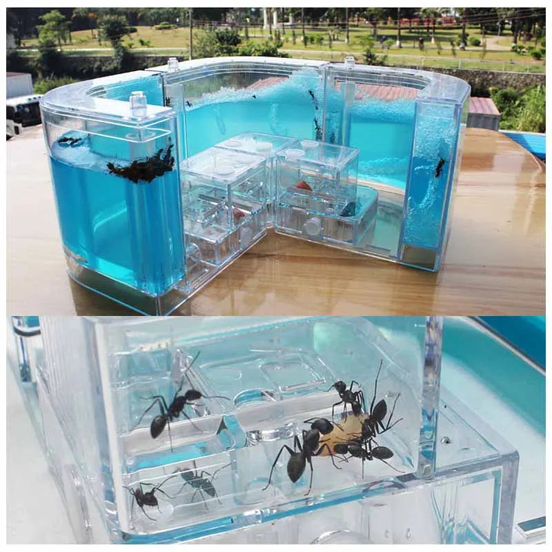 1PCS 3D Insect Acrylic For Ant Farm Observed Expansion Maze House Educational Decor Accessories Look into World Bug Box