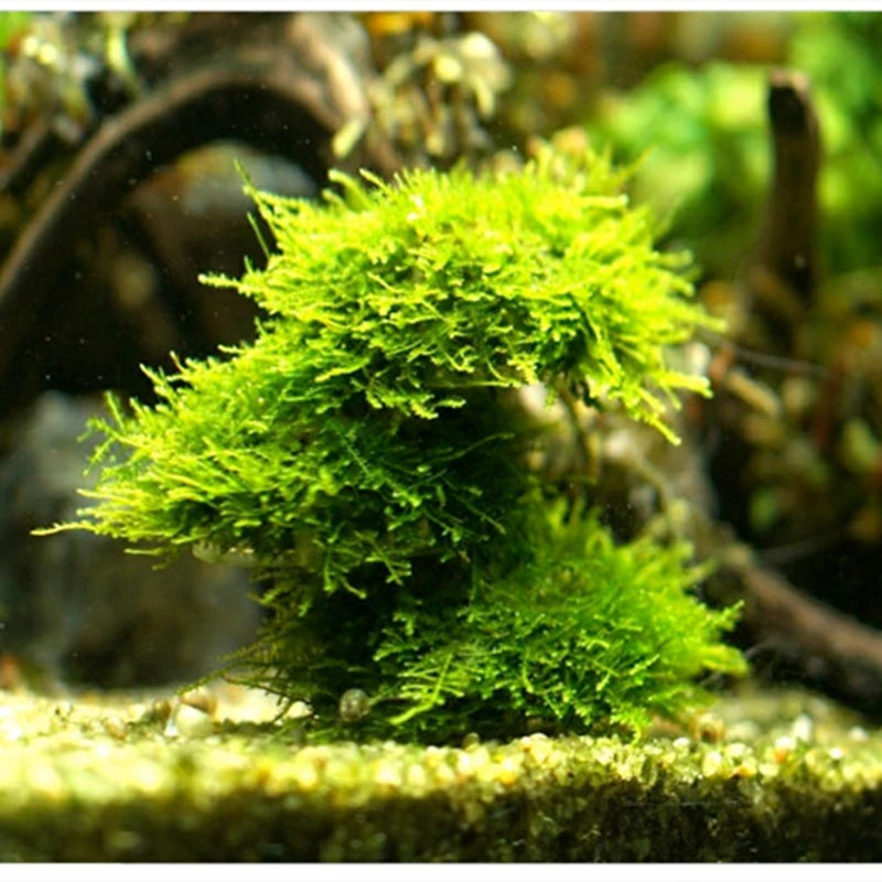 5cm Natural Marine Plant Moss Culture Dish Aquarium Fish Tank Decoration Home Decoration Non Plant