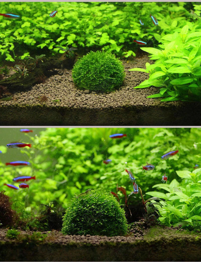 5cm Natural Marine Plant Moss Culture Dish Aquarium Fish Tank Decoration Home Decoration Non Plant