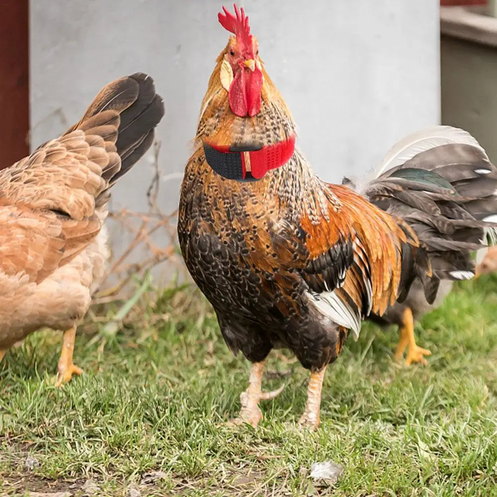 Rooster Noise-Free Anti-Hook Neckband Collar Chicken Collar No-Crow Rooster Collar Fowl Neckband Accessories For Farm Poultry