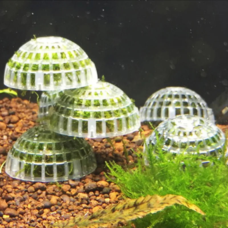 5cm Natural Marine Plant Moss Culture Dish Aquarium Fish Tank Decoration Home Decoration Non Plant