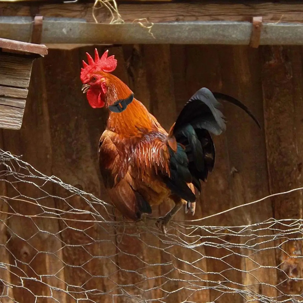 Rooster Noise-Free Anti-Hook Neckband Collar Chicken Collar No-Crow Rooster Collar Fowl Neckband Accessories For Farm Poultry