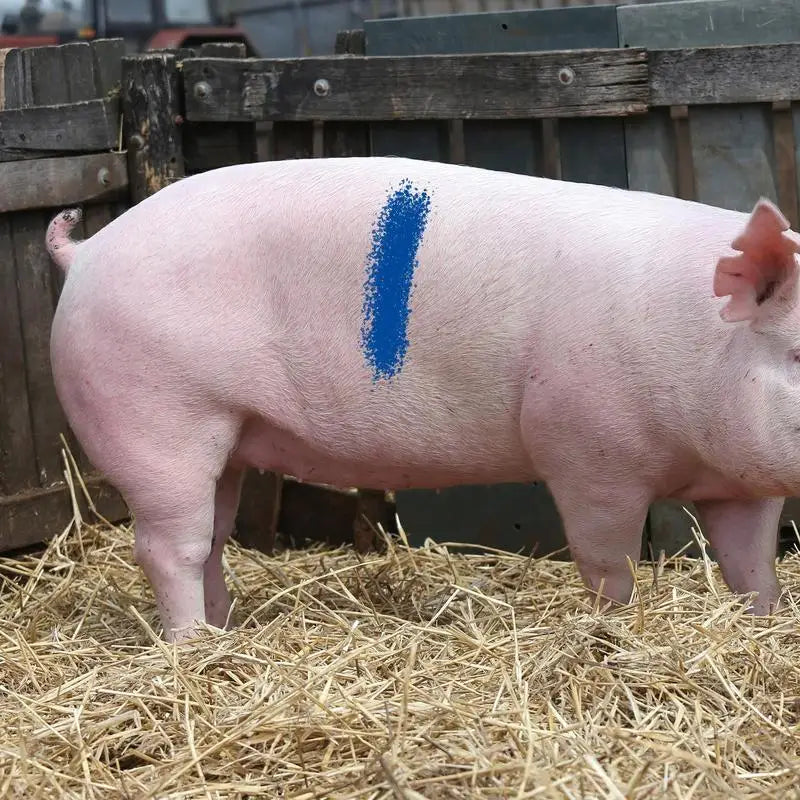 Pig Marking Crayons Farm Pig Labelling Marking Livestock Crayons Livestock Breeding Crayon Animal Husbandry Markers For Horses