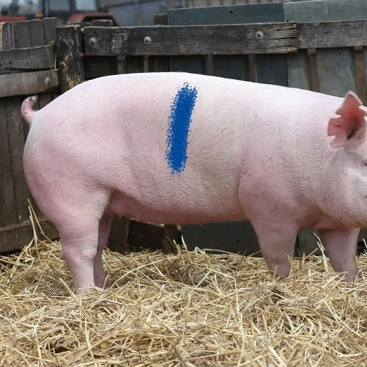 Pig Marking Crayons Farm Pig Labelling Marking Livestock Crayons Livestock Breeding Crayon Animal Husbandry Markers For Horses