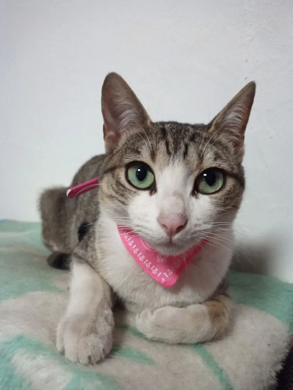 Cute Printed Bandana Cat Collar Puppy Dog Cat Scarf Collar Adjustable Triangular Pet Bandana Collar for Kittens Small Animals