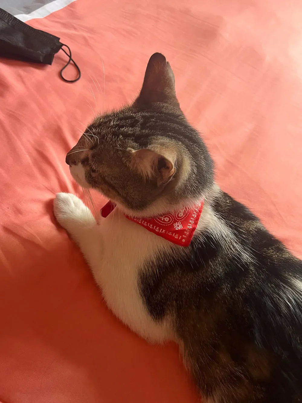 Cute Printed Bandana Cat Collar Puppy Dog Cat Scarf Collar Adjustable Triangular Pet Bandana Collar for Kittens Small Animals