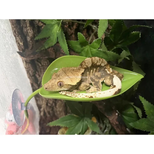 Climbing Pet Suspended Nest with Suction Cup, Simulating Plant Leaves To Avoid Climbing and Habitat, Creating Scenery