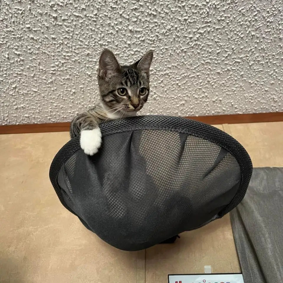 Wall-Mounted Cat Hammock Cradle Cat Climbing Frame Floating Shelf Solid Wood Cats Scratch Posts for Sleeping and Playing Toy