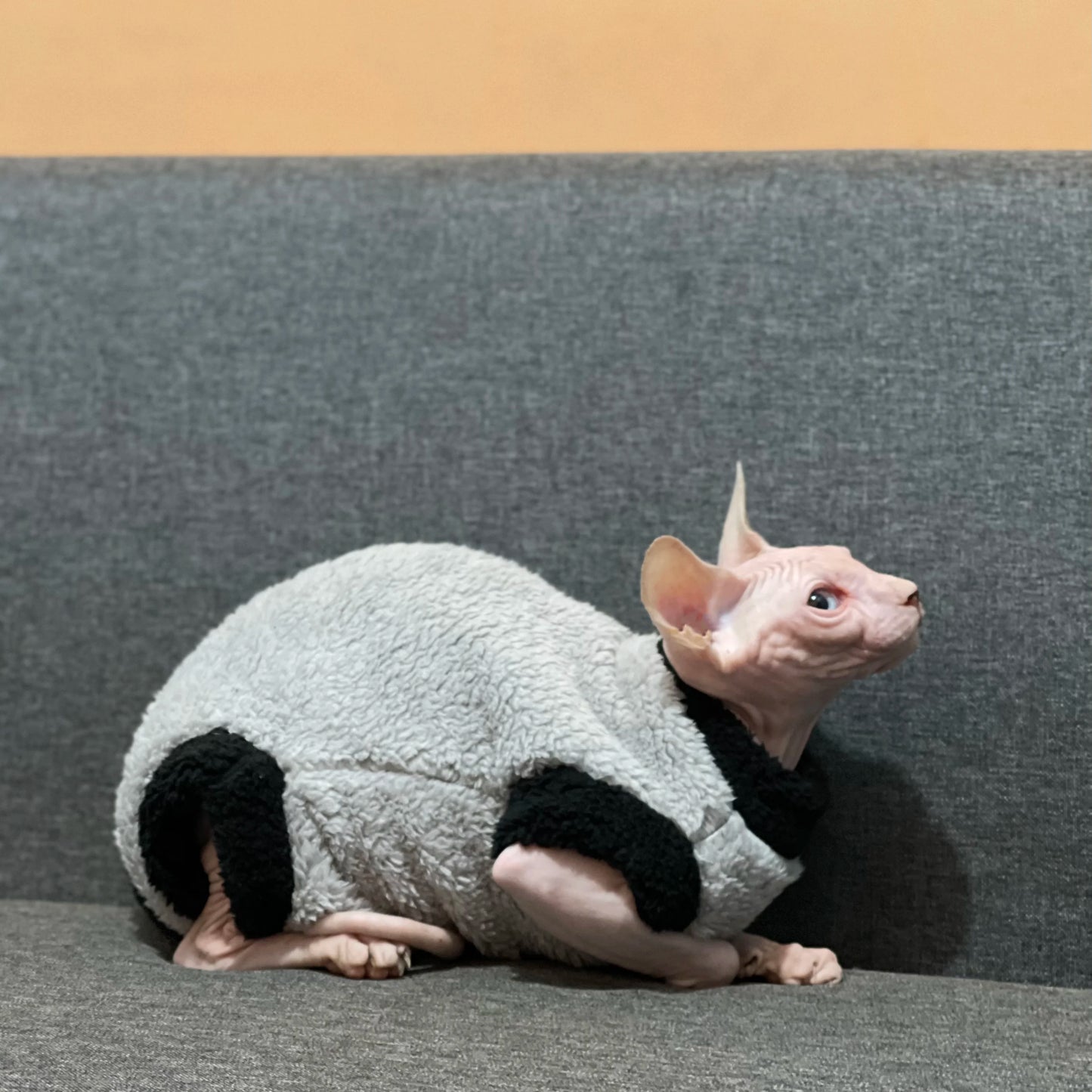 Lamb Wool Coat for Cats Sphynx Cat Clothing Winter Soft Grey T-Shirt for female Kittens Devon Rex Short or Long Sleeves Loungewear