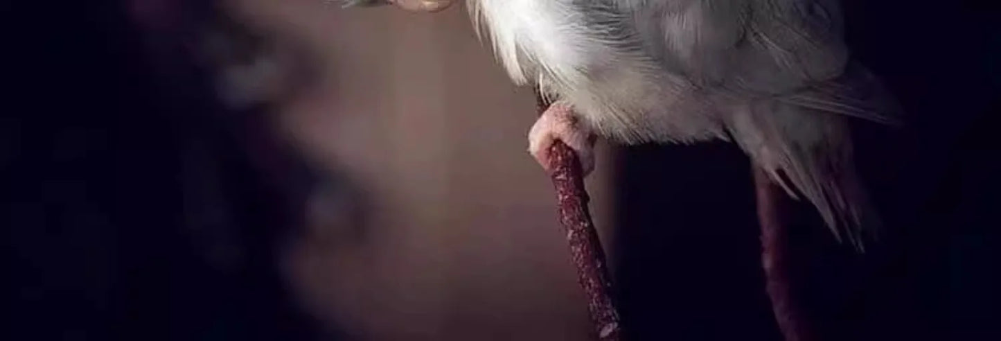 Bird incubator, pet smart air heating incubator, baby bird incubator