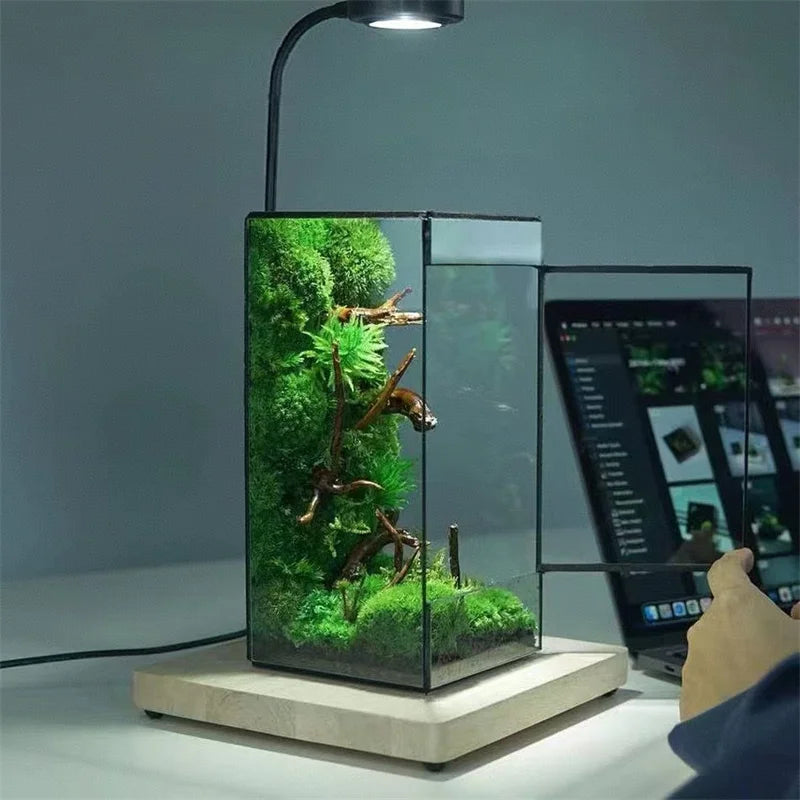 Mini Rainforest Fern Moss Ecological Square Shape Geometric Glass Terrarium Tabletop Plant Glass Vase Container Table Greenhouse