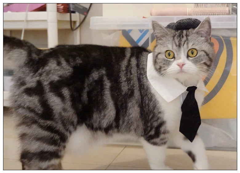 Funny Pet Cat Hat and tie Gentleman's Hat Beret Tie Bathing Blood Gangster Handsome Cosplay Photo Prop Pet Halloween Costume