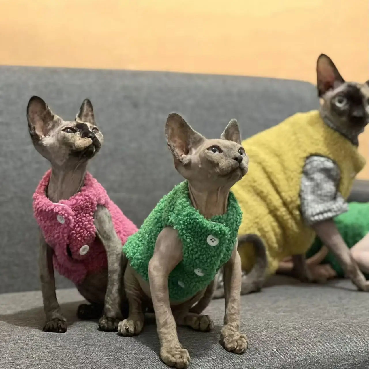 Cat clothes, warm lamb wool vest, autumn and winter Teddy Pomeranian pet winter clothes, cute clothes