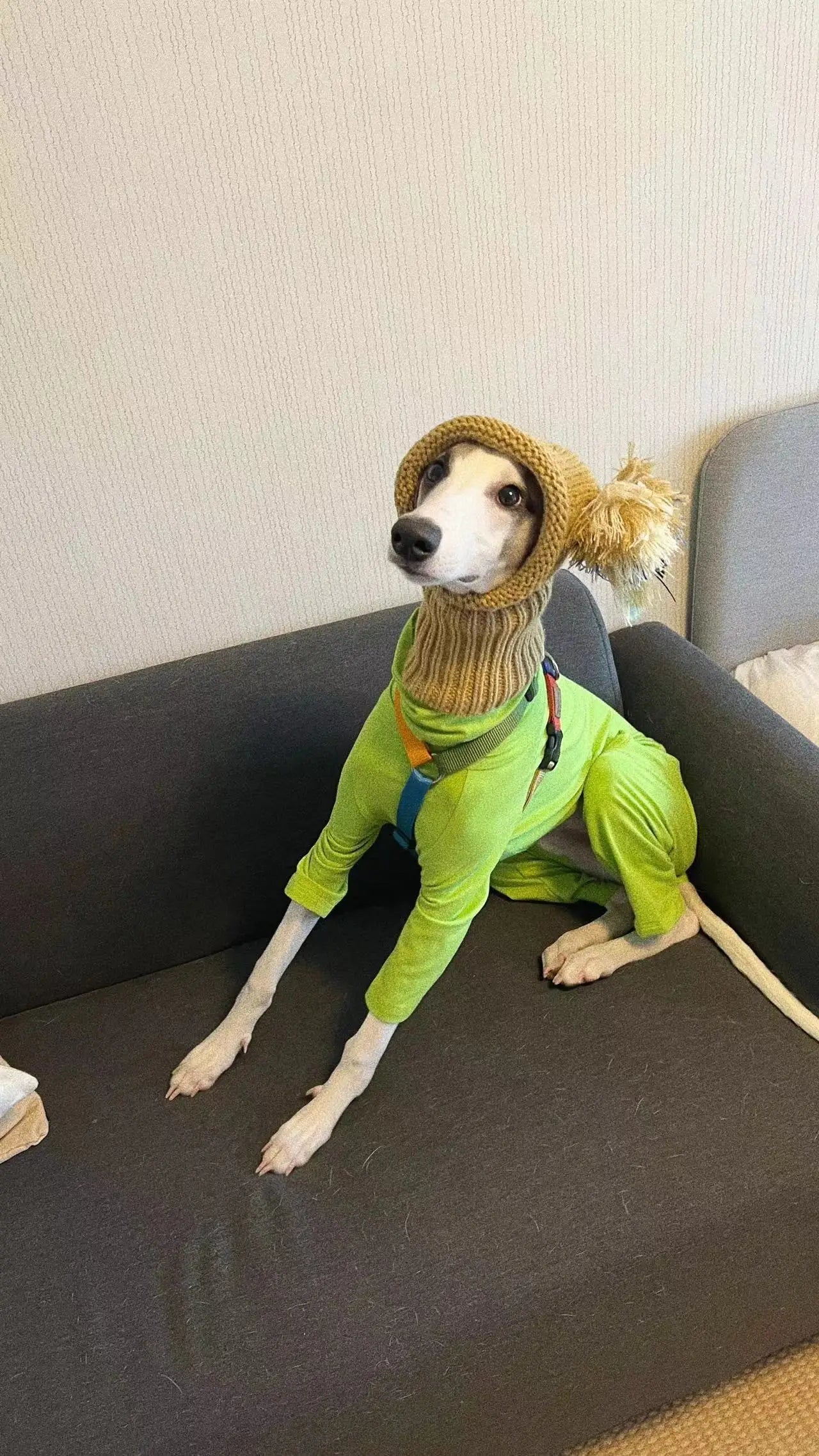 Cute Christmas Pet Hat with Ball, Warm Winter Hat, Puppy, Whippet, Greyhound, Bichon Frize, Schnauzer, Cute hat